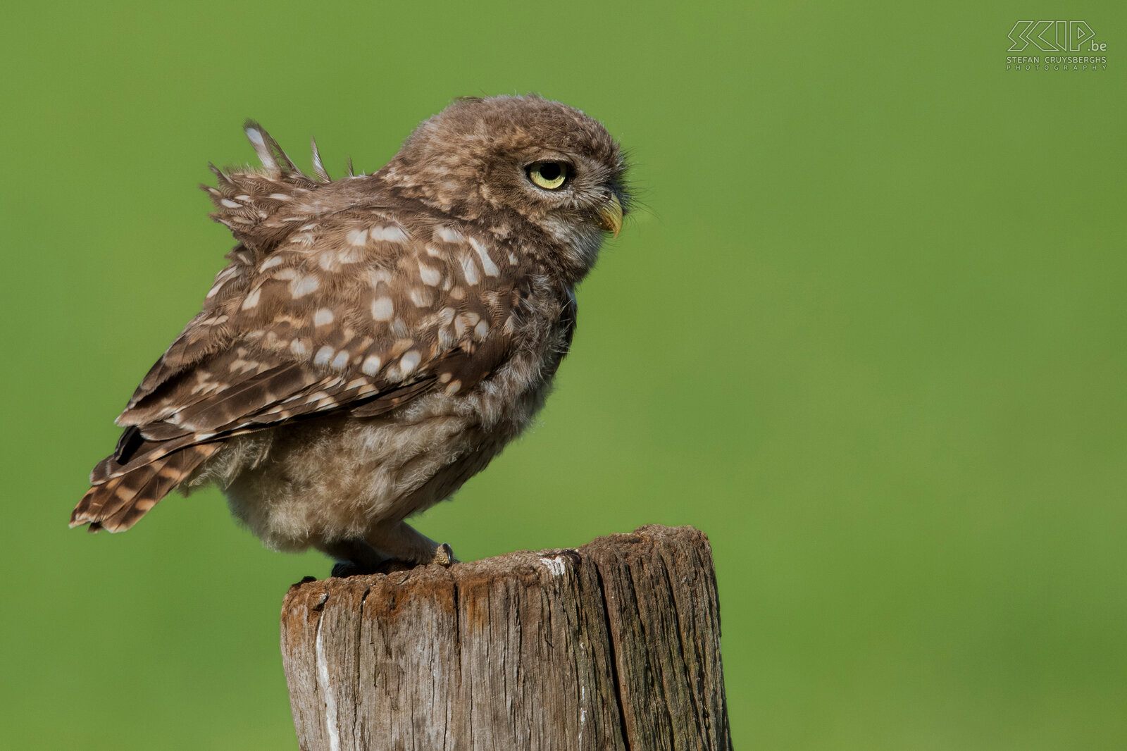 Juvenile little owl After about 26 days the young birds fly out. The week before, they occasionally start looking for food themselfs. Stefan Cruysberghs
